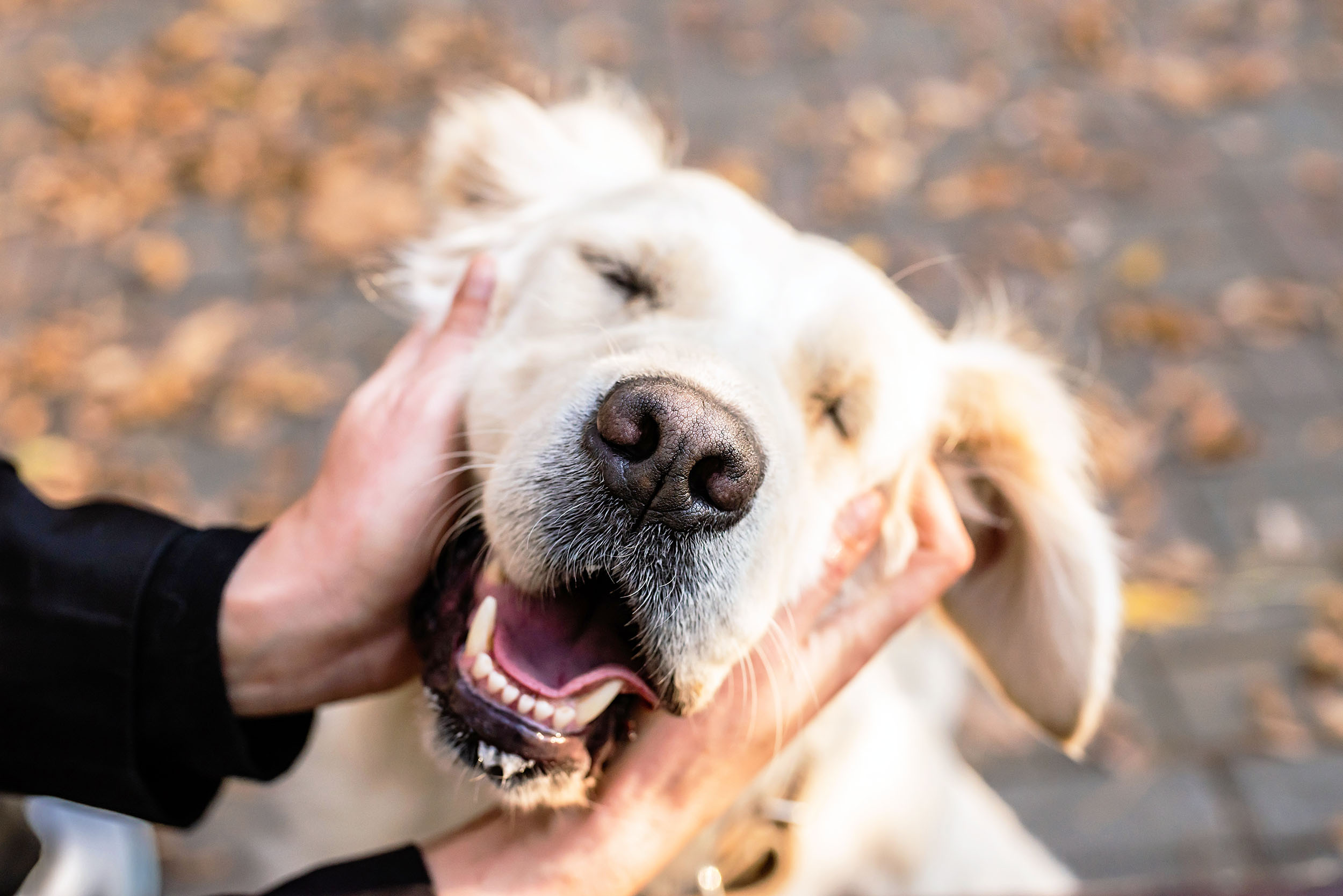 Petting dogs and cats dramatically reduces stress